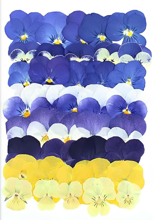 Tastetreasure 40 Pcs 8 Types Natural Edible Dried Pressed Flowers for Cake Decor Cocktails & Resin Art - Real Flowers for Drinks Crafts & Baking