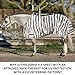 Schneiders Zebra Horse Fly Sheets - Euro Surcingle - Size 84 - UV Protection - Fly Deterrent - SilverTek Technology - Reflective Stripes - All Breeds - Polyester Mesh