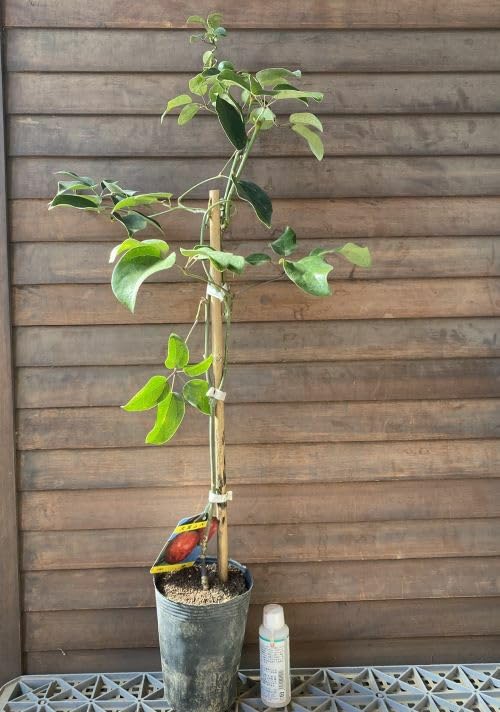 ムサパプワ 苗 ムサパプワ 苗 商品一覧 - Y's Exotics （山田食虫植物