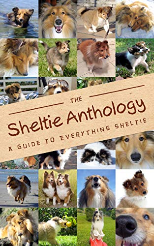 automatic dog food dispenser diy