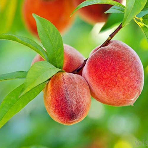 Healthy Vibe Peach plant (Grafted)- Fruit Plants & Tree Outdoor Living Indoor Plants (Peach plant) (B0BX2V4G3K) Amazon Price History, Amazon Price Tracker