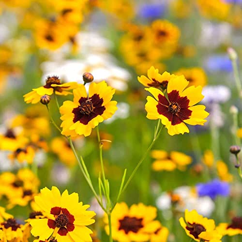 Audbhidhi Calliopsis tinctoria (Coreopsis) flower seeds (50 Seeds Pack) (B0B77GW913) Amazon Price History, Amazon Price Tracker