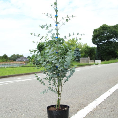ユーカリの木 Amazon | 庭木：ユーカリ グニー 樹高:120cm 大株！ | 植木
