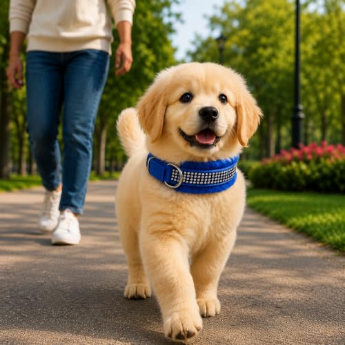 Image of Nylon Dog Neck Belt Collar Combo Set, Adjustable Size, Durable Material, Comfy Soft Fur Padded for 35+ Kilograms Dogs (XL, Brown, Blue, Pack of 2)