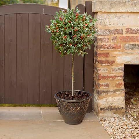 YouGarden Blue Maid Holly Tree, 80cm Cover