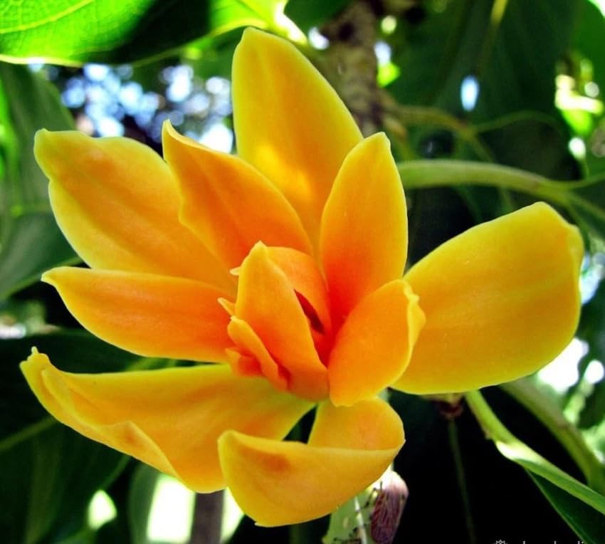 Online Plant Bazar Golden Champa/Magnolia champaca Flower Grafted Live Plant(Plant Height-1.5 Ft To- 2 Ft)-GC1 (B0CCVRWCV5) Amazon Price History, Amazon Price Tracker