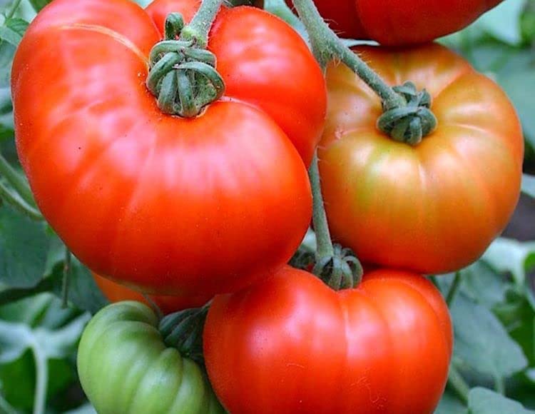 megcito Doğal Marmande Domates Tohumu