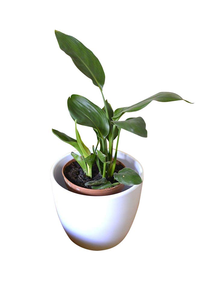 Indoor Plant -House or Office Plant -Strelitzia Reginae- Bird of Paradise