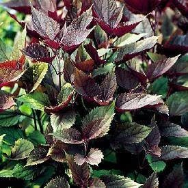 Miniatura 5 de 50 semillas de flores de chocolate Joe PYE Weed Eupatorium Rugosum