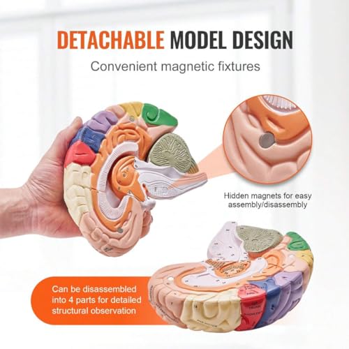 Image of Brain Model Anatomy 2X Life-Size 4-Part Detachable Human Brain Anatomical Model with Labels and Display Base, Color-Coded