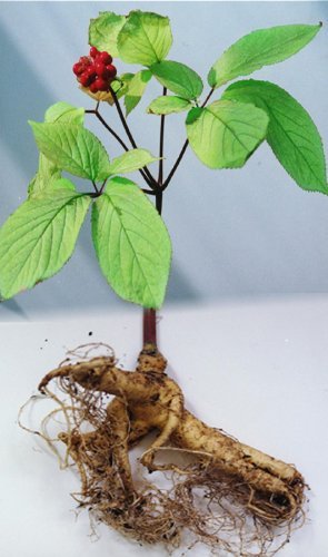 Best Ginseng For Planting