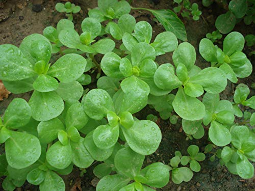 NIKA SEEDS - Seeds Vegetable Common Purslane Duckweed Little Hogweed - 1000 Seeds