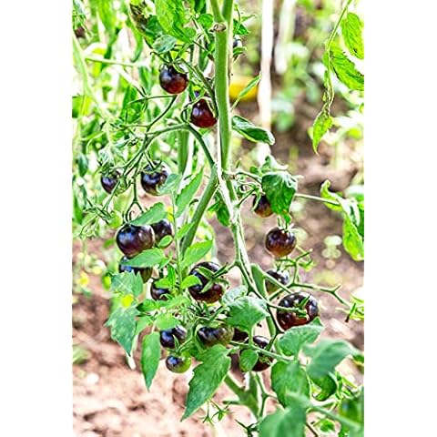 Viridis Hortus - Tomato Chocolate Cherry - 25 Vegetable Seeds Cover