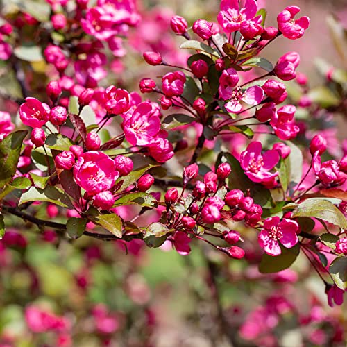 Qauzuy Garden 30 Seeds Flowering Crabapple Seeds Crab Apple Malus Prairiefire Tree Shrub Bush Seeds- Striking Flowering Landscape Plant- Easy To Grow & Maintain #TOP2