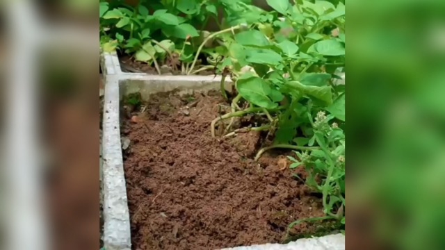 Herramienta de mano para plantar bulbos y semillas miniatura 7