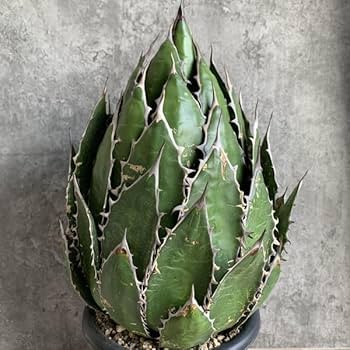 【選抜優良SS級株】大きめホリダ極上株②アガベ 優良SS級特選株】最強ホリダ極上株②強棘 狂棘 根付き - メルカリ