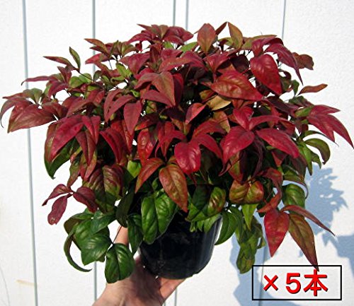 ❌南天の葉っぱ 30本～40本 楽天市場】南天 の 葉の通販