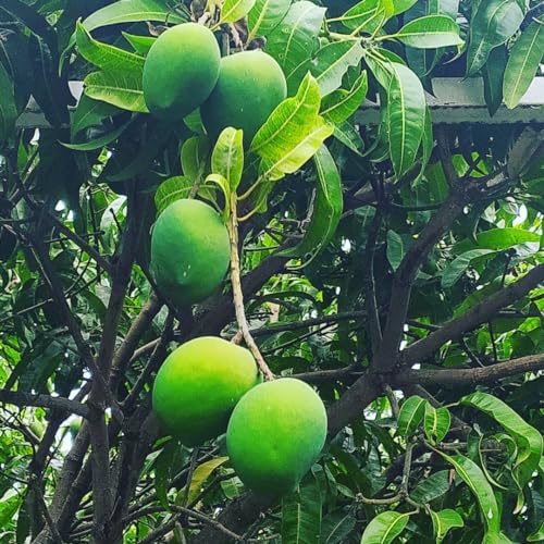 Image of Fast-Growing Raspuri Mango Plant Fruit After 1-2 Years (Grafted Plant, 2-3 Feet Height) - Delicious Variety For All Climates Hybrid 1 Healthy Live Plant PB 40
