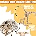 JOYIN Wiener Dog Skeleton 24” Plastic Animal Posable Skeleton Halloween Decorations with Movable Joints for Graveyard Scenes Haunted House Prop Party Decor Spooky Indoor Outdoor Decorations