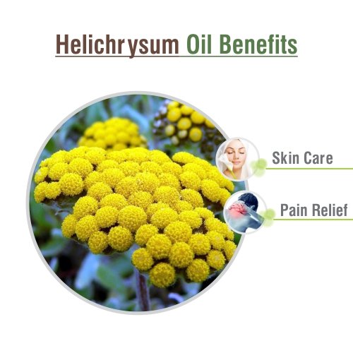 Image of Crysalis Helichrysum Italicum 100% Pure & Natural Undiluted Essential Oil - Organic Standard for Aromatherapy, Skin, Hair & Body Care - 30ML With Dropper