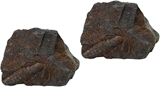 Mobestech Toys 2 pcs Trilobite Fossil Dining Table Decor Decor Student Teaching Fossils Household Sample Child Children Toys