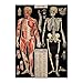 Cavallini Decorative Paper - L'Anatomie 20"x28" Sheet