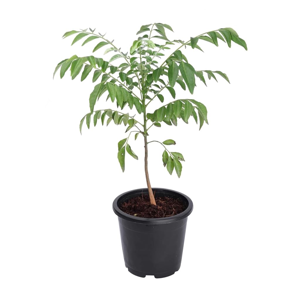 Kalfo Curry Leaves Live Plant Curry Tree Curry Patta Plant Meetha Neem Curry Patta Outdoor Plant for Home and Garden with Black Pot (B0CTHR34CV) Amazon Price History, Amazon Price Tracker