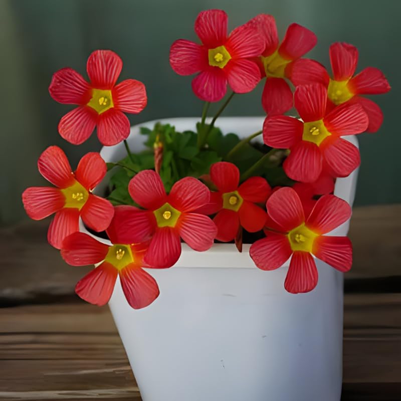 Oxalis Obtusa 'Sundisc' Jane - 5 Premium Bulbs, Red Flowers, Unique Houseplant