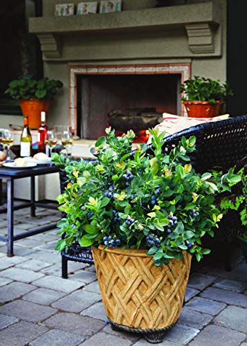 Bushel and Berry - Vaccinium x Peach Sorbet (Blueberry) Edible-Shrub, , #2 - Size Container - Thumbnail 4