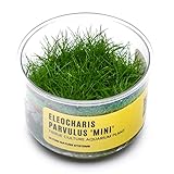 Ultum Nature Systems Mini Dwarf Hair Grass Eleocharis Parvulus Tissue Culture Live Plant for Aquarium, Aquascape, Freshwater Fish Tanks - 100% Snail Free in Vitro