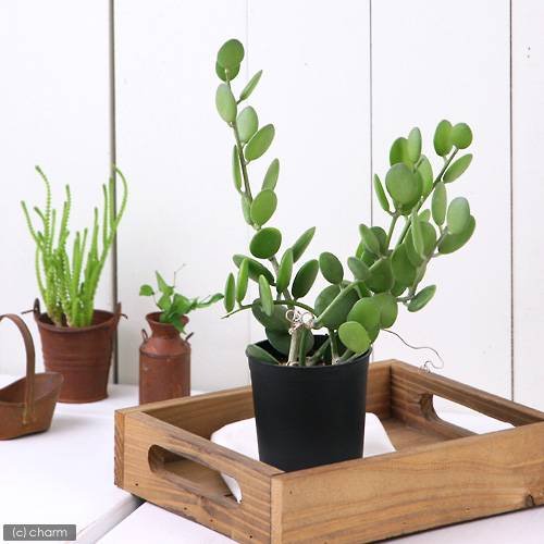 iϗtAjO[h RDTiPj kC~Gs