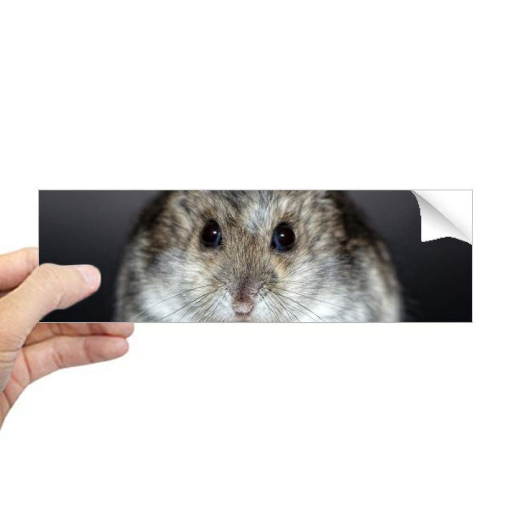 Hámster animal rat pet cute vinilo rectangular con resistencia UV para ventana