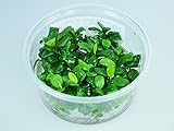 anubias barteri var. coffeefolia Wuchshöhe: 5-10cm Guemmer Plant Anubias barteri VAR. Nana - in vitro Bechergröße 8.5cm XL, frei von Schadstoffen, Algen und Ungeziefer