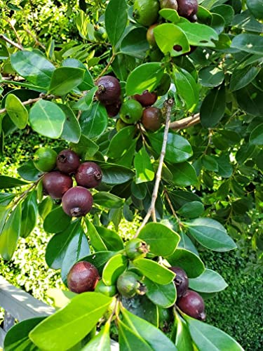 Image of Rare Red Strawberry Guava Cattley Guava Cherry Guava Hybrid Variety Live Plant Grafted Original Variety