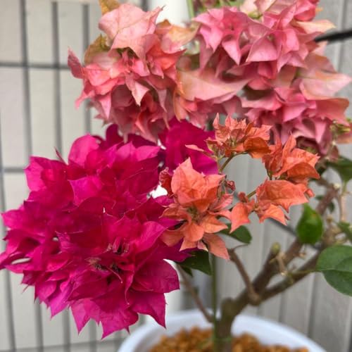 苗 ブーゲンビリア」の人気商品一覧 | 安い商品を通販サイトから探す