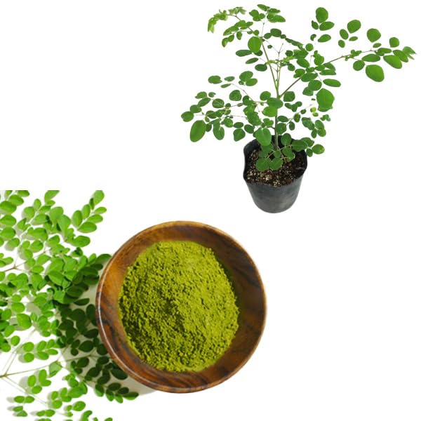 Amazon.co.jp: Moringa モリンガ わさびの木 マルンガイ 10.5cmポット