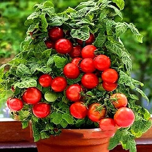 TRTO Vegetable Bushy Cherry Tomato MINIBEL 20 Seeds Tomato for