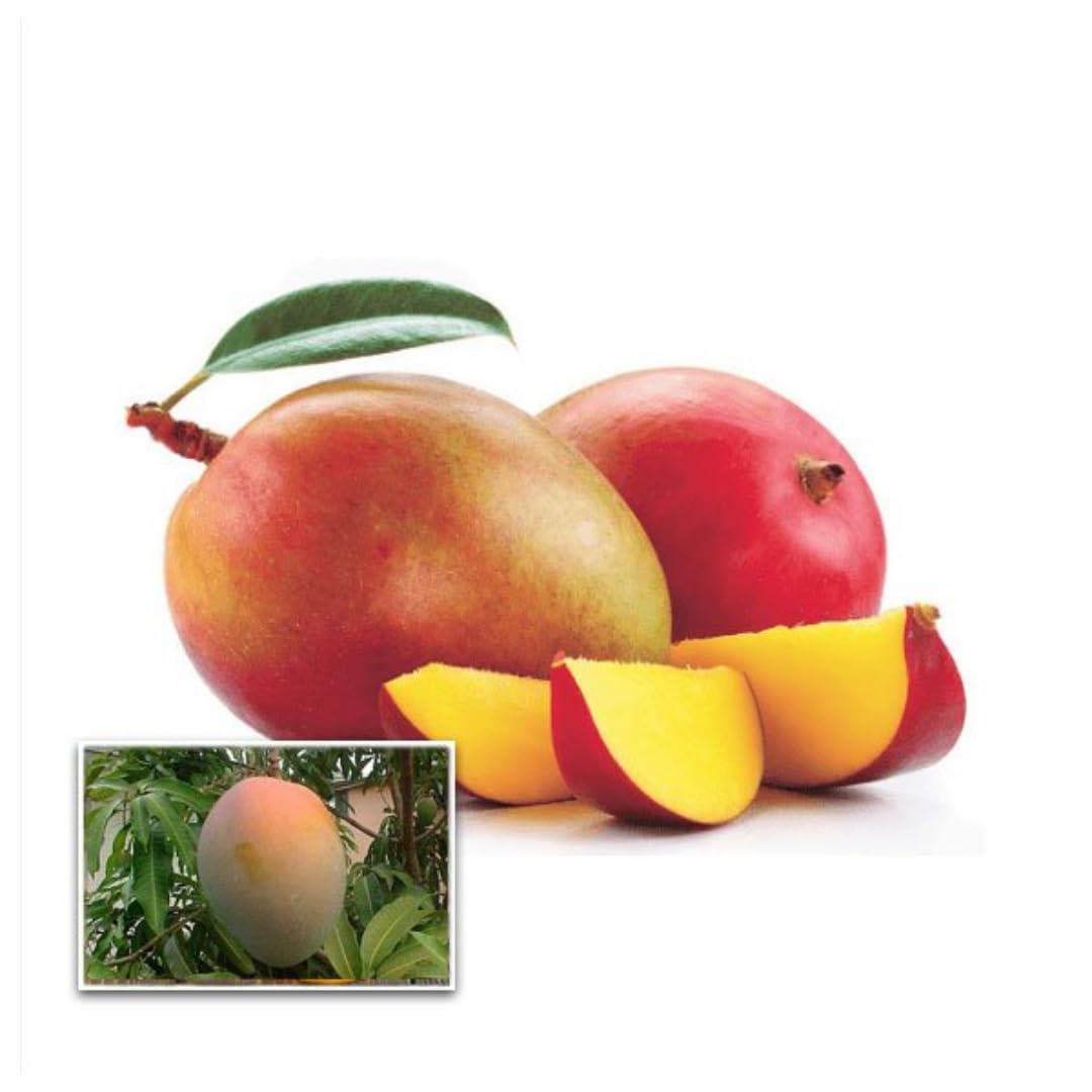 See full amazon price history chart for M-Tech Gardens Mango Fruit Plant (Sindhooram, Grafted Hybrid) Exotic 1 Live Fruit Plant M-Tech Gardens Mango Fruit Plant (Sindhooram, Grafted Hybrid) Exotic 1 Live Fruit Plant (B09MKZKQTN) Amazon Price History, Amazon Price Tracker