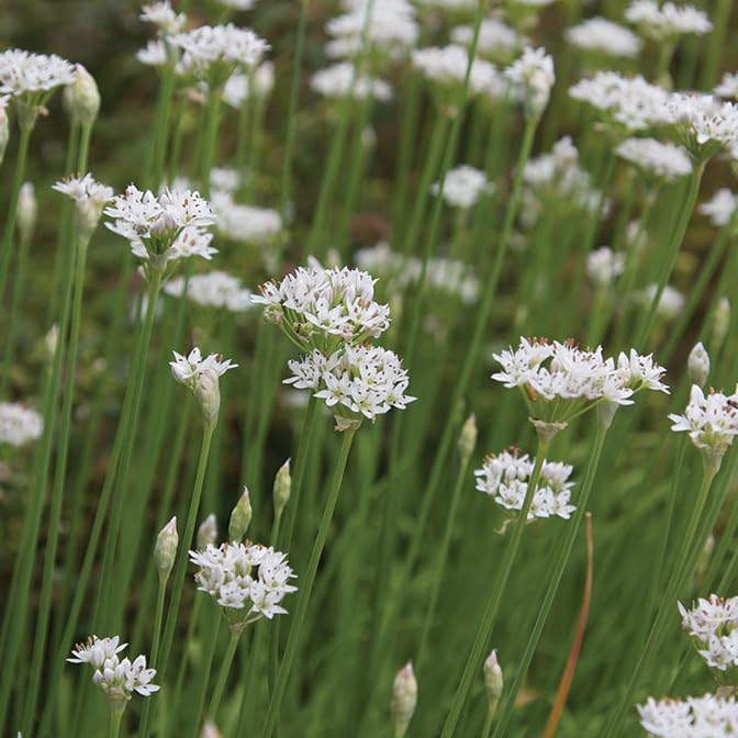 Gardeners Kitchen - Garlic Chive Plants - 3 x 10cm Pot Herb Plants. (Allium tuberosum)