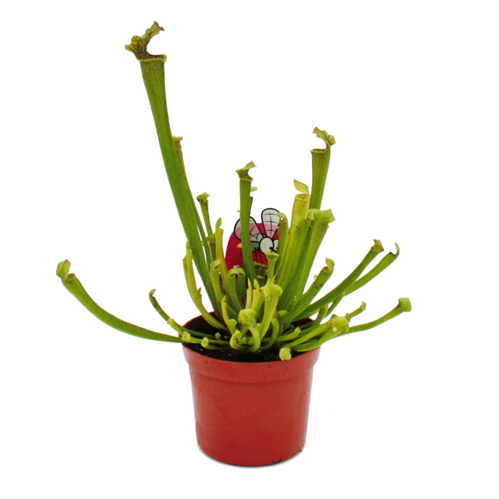 Schlauchpflanzen-Trio 3 verschiedene Sarracenia-Pflanzen im Set Fleischfressende Pflanzen 9cm Topf
