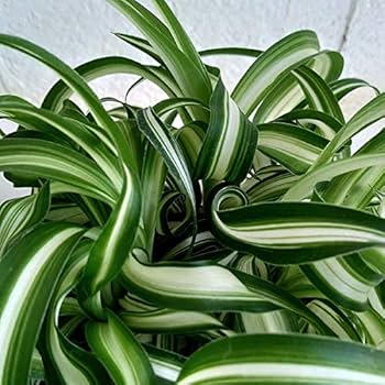 【月末20％オフセール】オリヅルラン ボニー 大型株 月末20％オフセール】オリヅルラン ボニー 大型株 - メルカリ