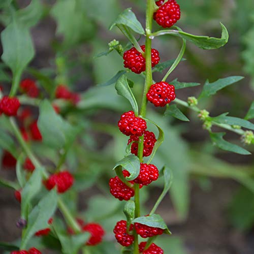 Strawberry Spinach How to grow & care