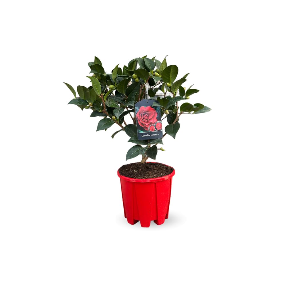 Attitude Jardin - Camellia japonica rouge - roślina kwitnąca - 50-60 cm - ◕ 21 cm - roślina zewnętrzna