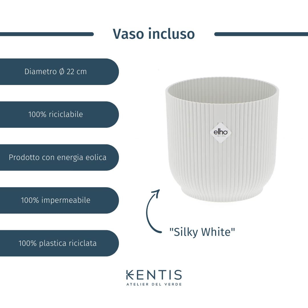 Kentis - Yucca - Tronchetto della Felicità - Piante Vere Grasse Succulente da Interni - Pianta Ornamentale da Appartamento - H 80-90 cm Vaso Ø 19 cm