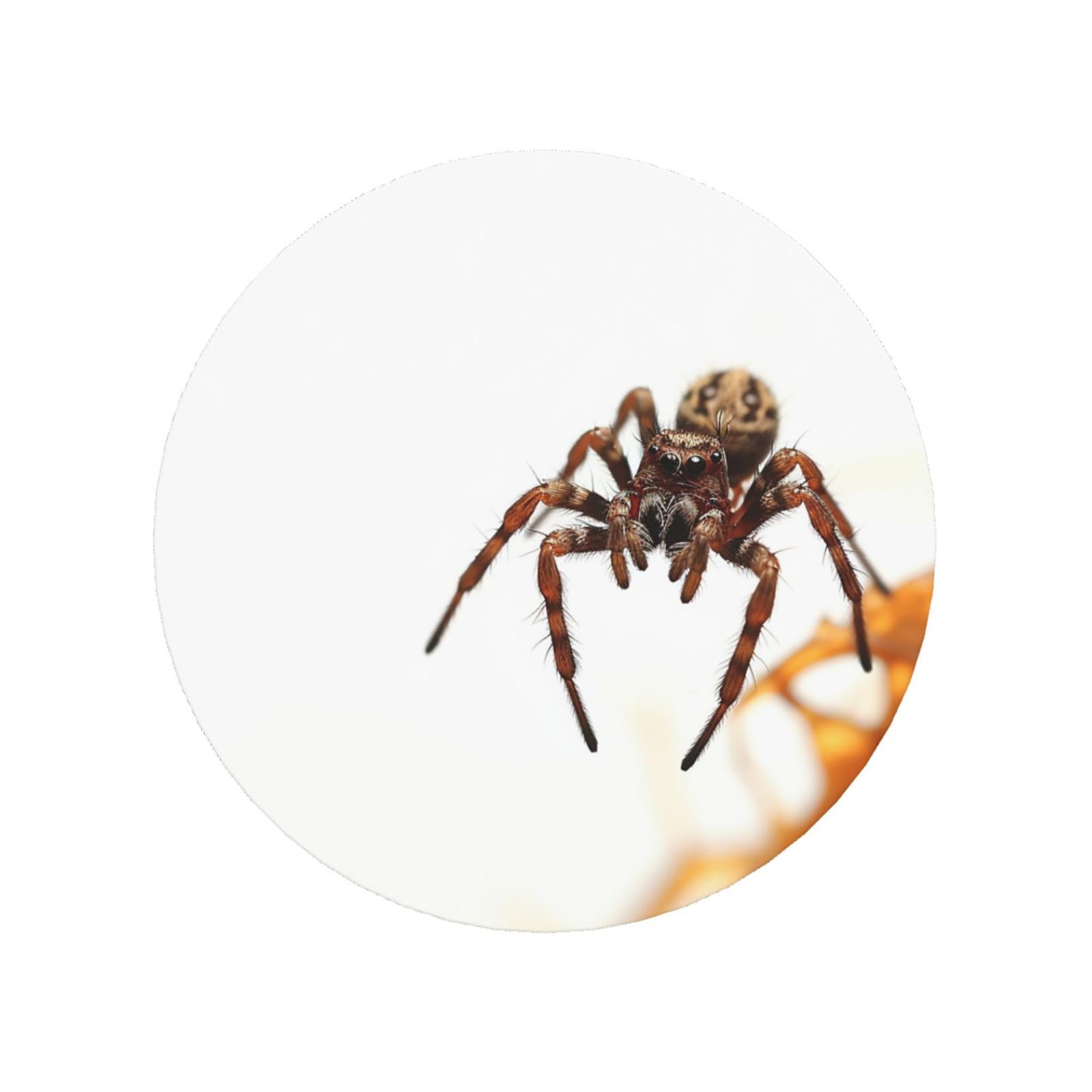 Brown Spider Fridge Magnets Cute Strong Refrigerator Magnets Fun Magnet for Locker Office Whiteboard Decor, Door Magnets Decorative Magnetic Stickers for Home Decor