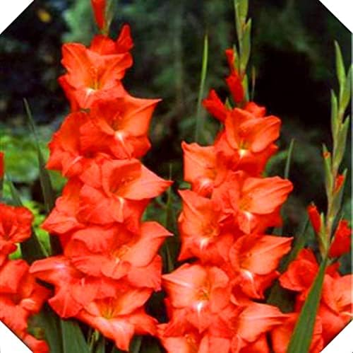 Amazon 絶妙な生きている緑の植物 美しいガーデニング 植え付けに適したグラジオラス球根 切り花 庭の装飾 14球根 B 球根 Amazon 絶妙な生きている緑の植物 美しいガーデニング 植え付けに適したグラジオラス球根 切り花 庭の装飾 14球根 B 球根