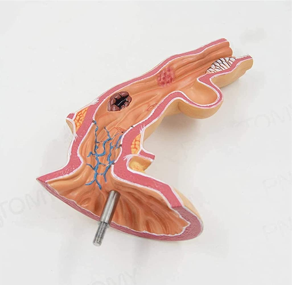 Modelo anatómico del esófago Humano, Departamento de anatomía médica del esófago y Modelo de digestivo para Obtener Ayuda con la capacitación médica, Equipos de Laboratorio.