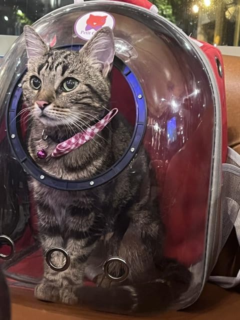Sac capsule petit chat sac à dos de transport pour animaux