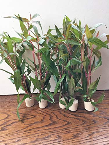 1 Bund Alternanthera Rosaefolia Papageienblatt Aquarium, Wasserpflanzen Aquarienpflanzen Cover