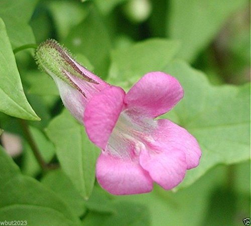 Climbing Snapdragon,Asarina Scandens Rose/Pink Perennial Vine. 10 Seeds ! #TOP2